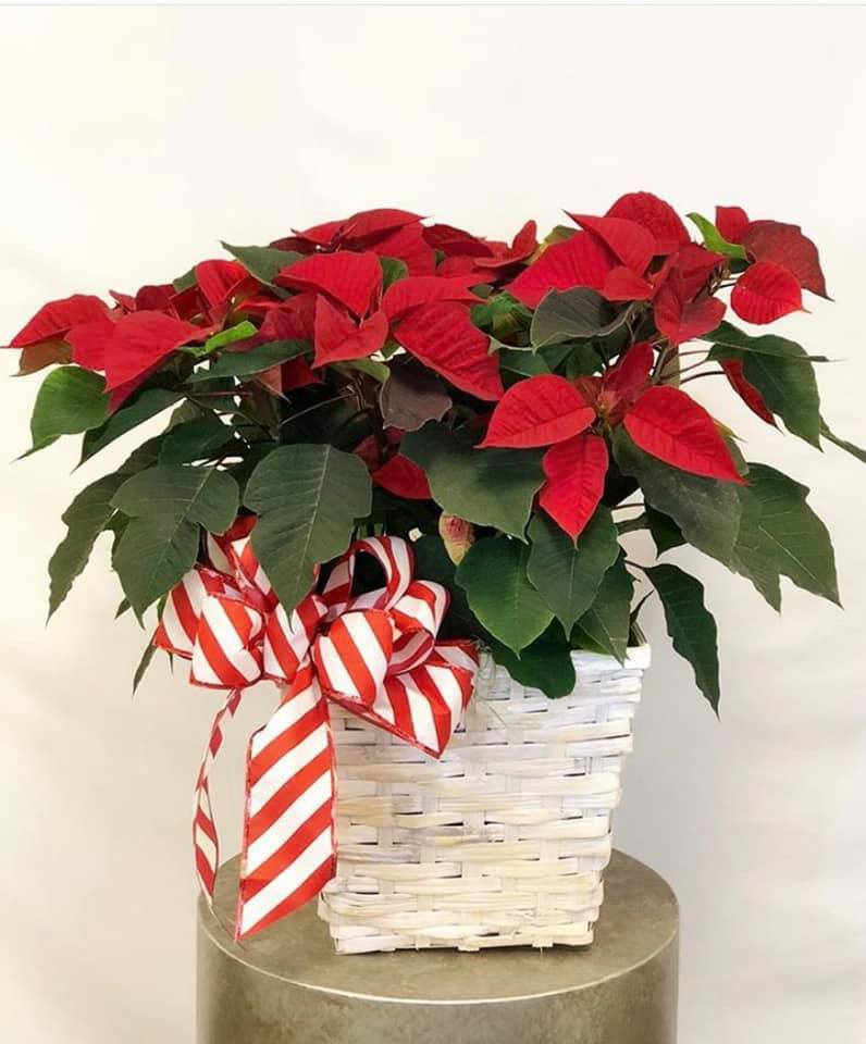 Poinsettia Plant